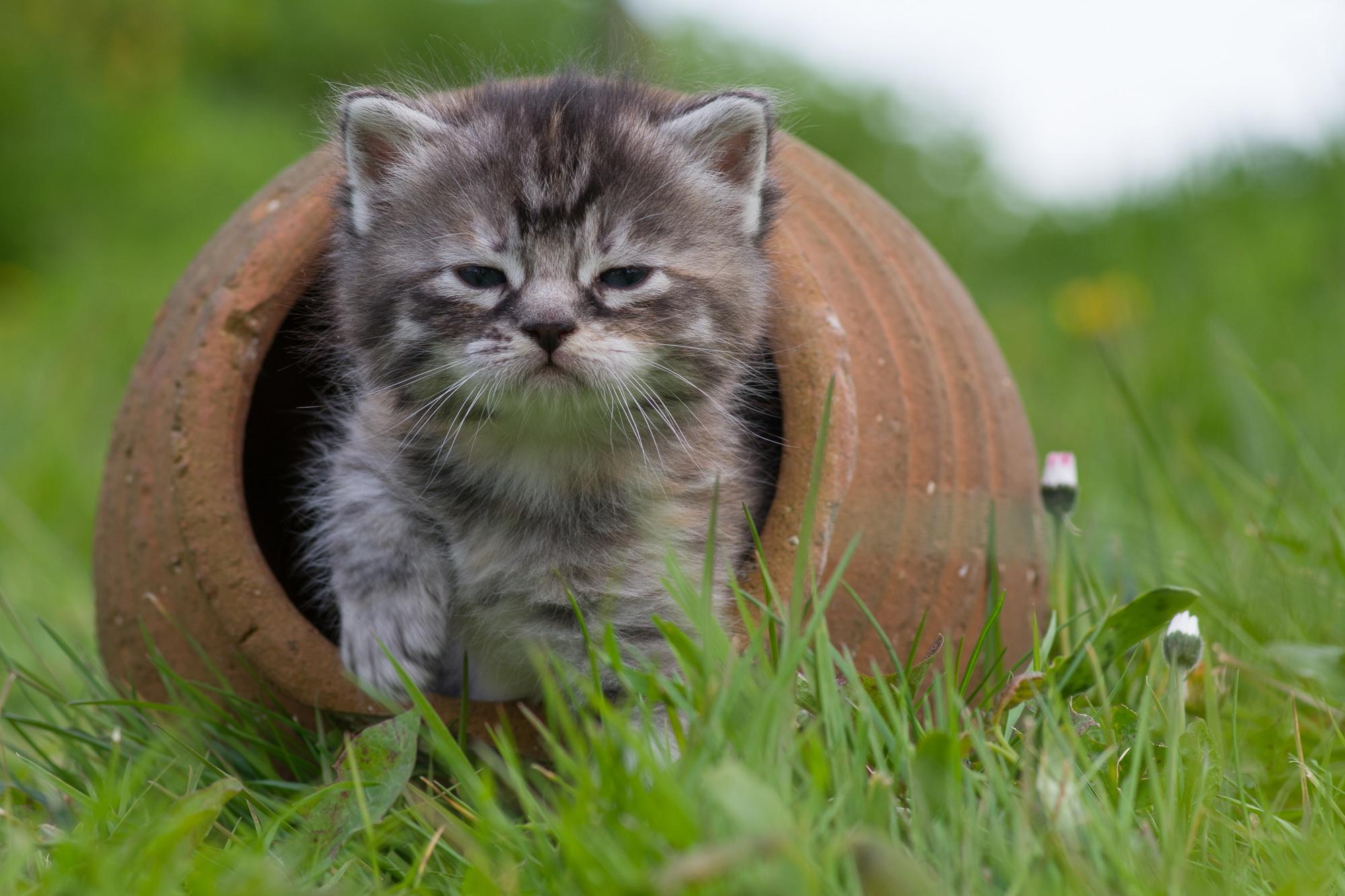 有没有推荐的猫咪壁纸酷酷的可爱的都可