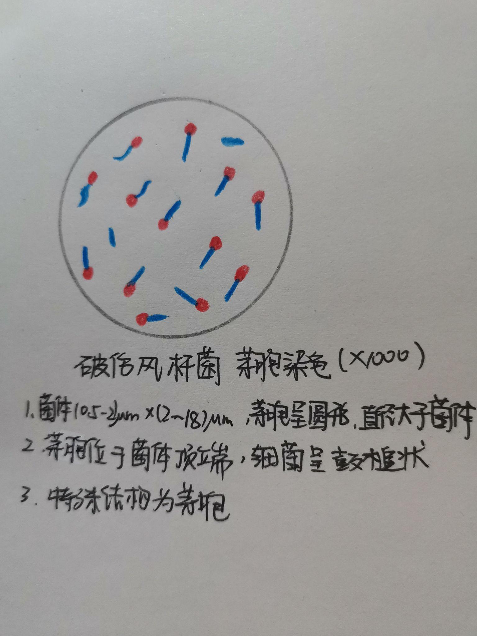 有葡萄球菌,结核杆菌,大肠杆菌,蜡样芽孢杆菌,炭疽杆菌的红蓝铅笔手绘