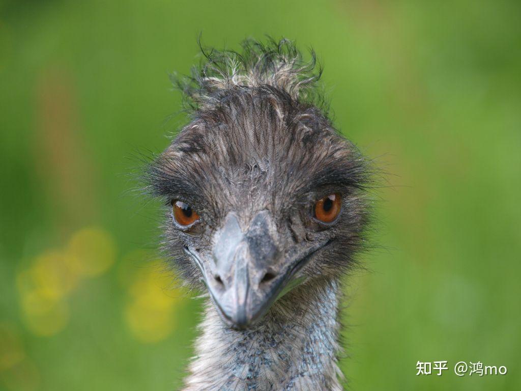 鴯鶓emu與鴕鳥ostrich是同一種生物嗎