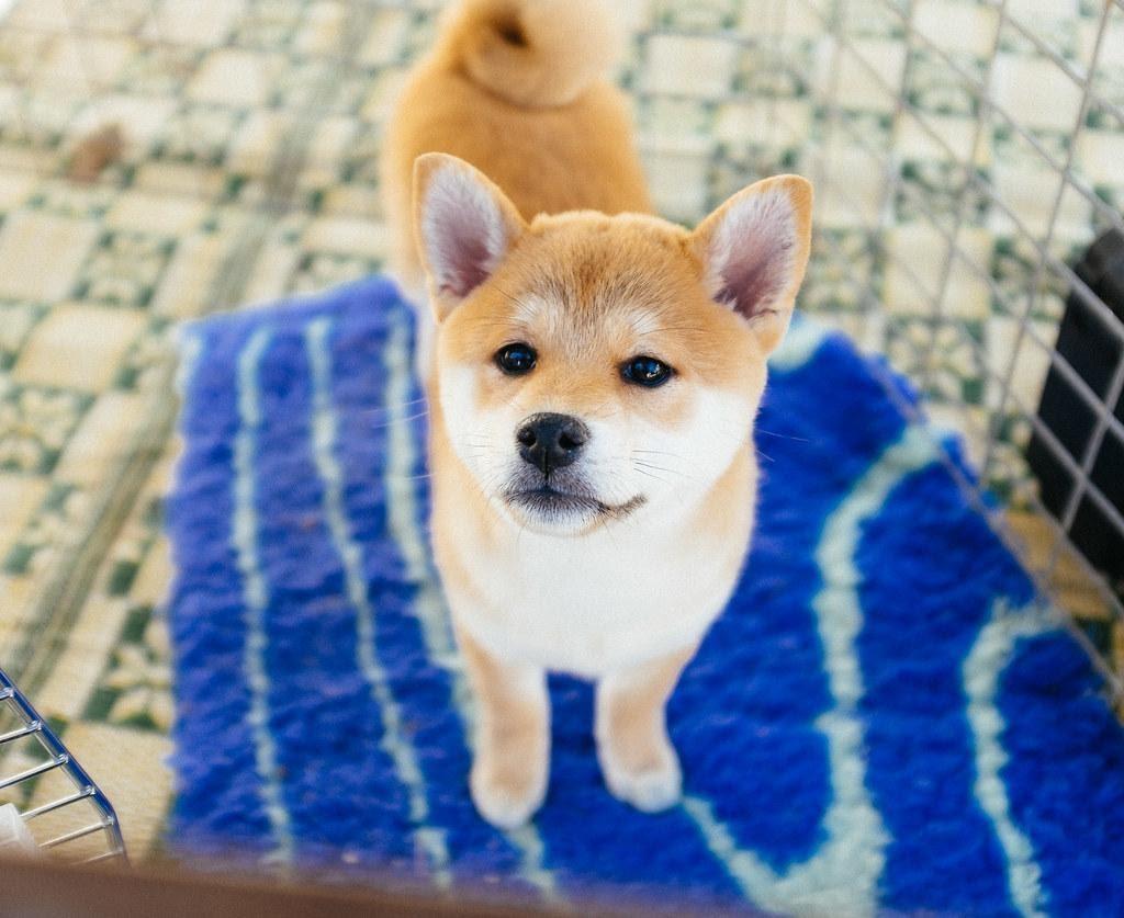 柴犬有什么性格特点 强大而又迅猛的猎犬魅力 知乎 柴犬有什么性格特点 强大而又迅猛的猎犬魅力 知乎