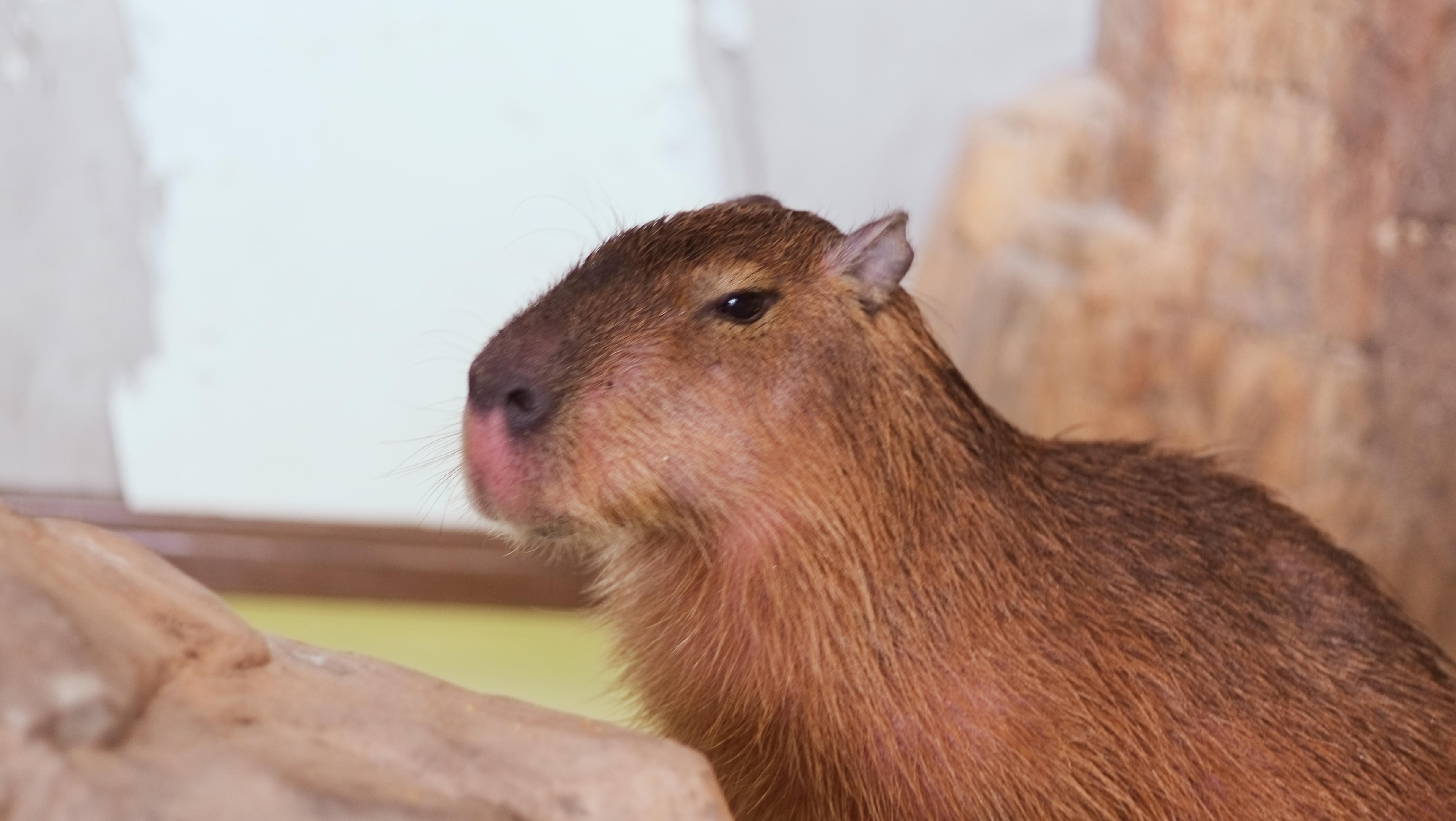 养水豚是一种什么体验