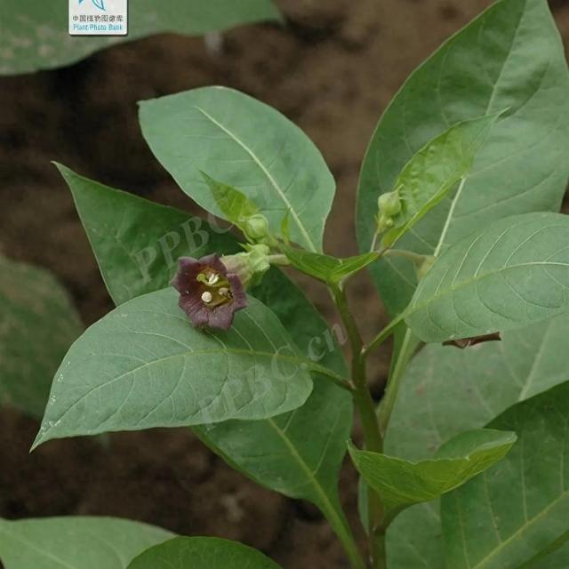 功效独特的 “有毒良药”——颠茄草 - 知乎