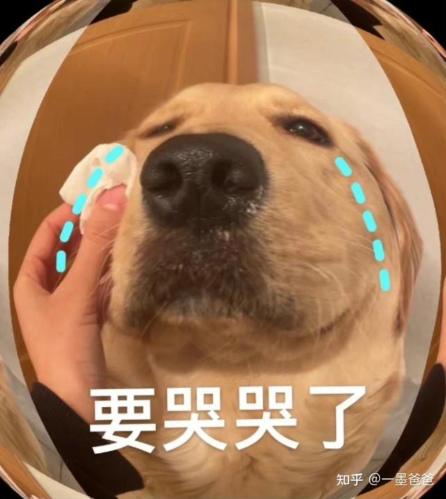 大家有没有一张贴着门框很委屈的金毛表情包急用谢谢
