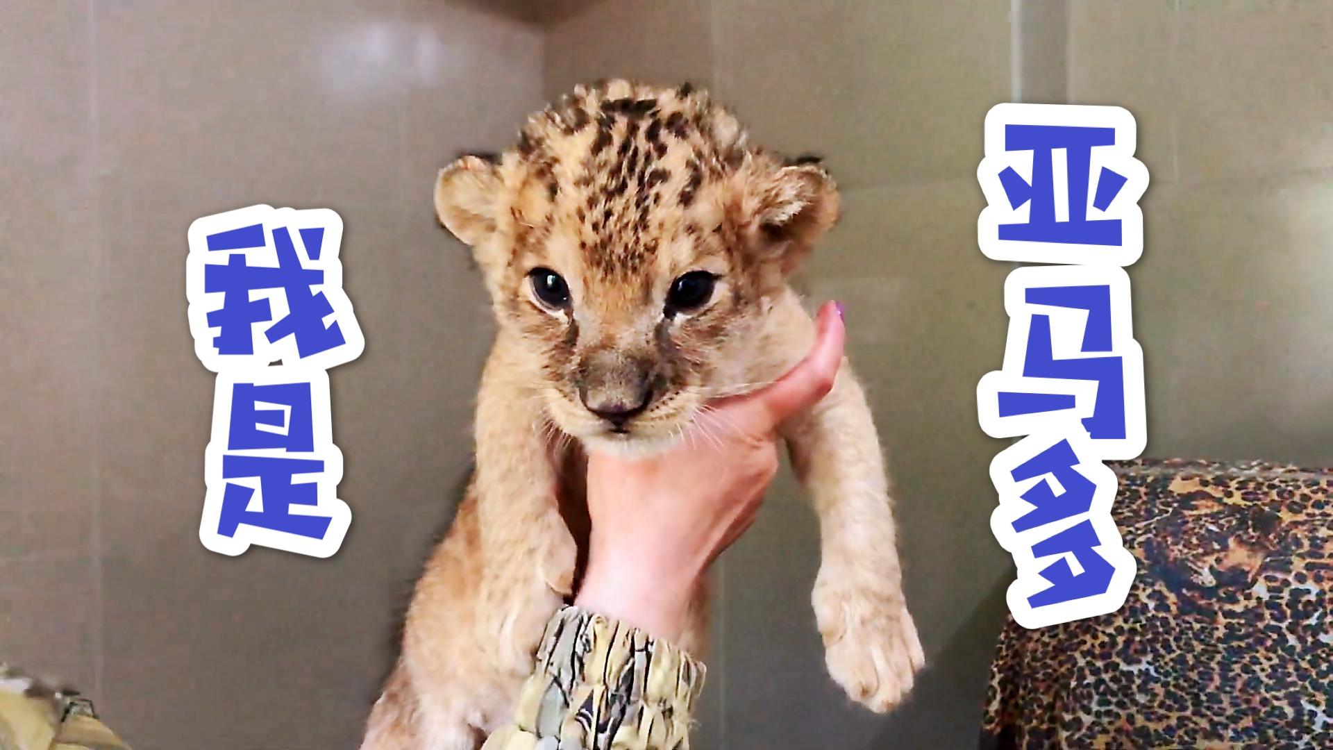 动物园刚出生的小狮子是什么样的?