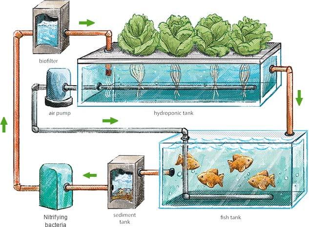 鱼菜共生-原理图 - 知乎