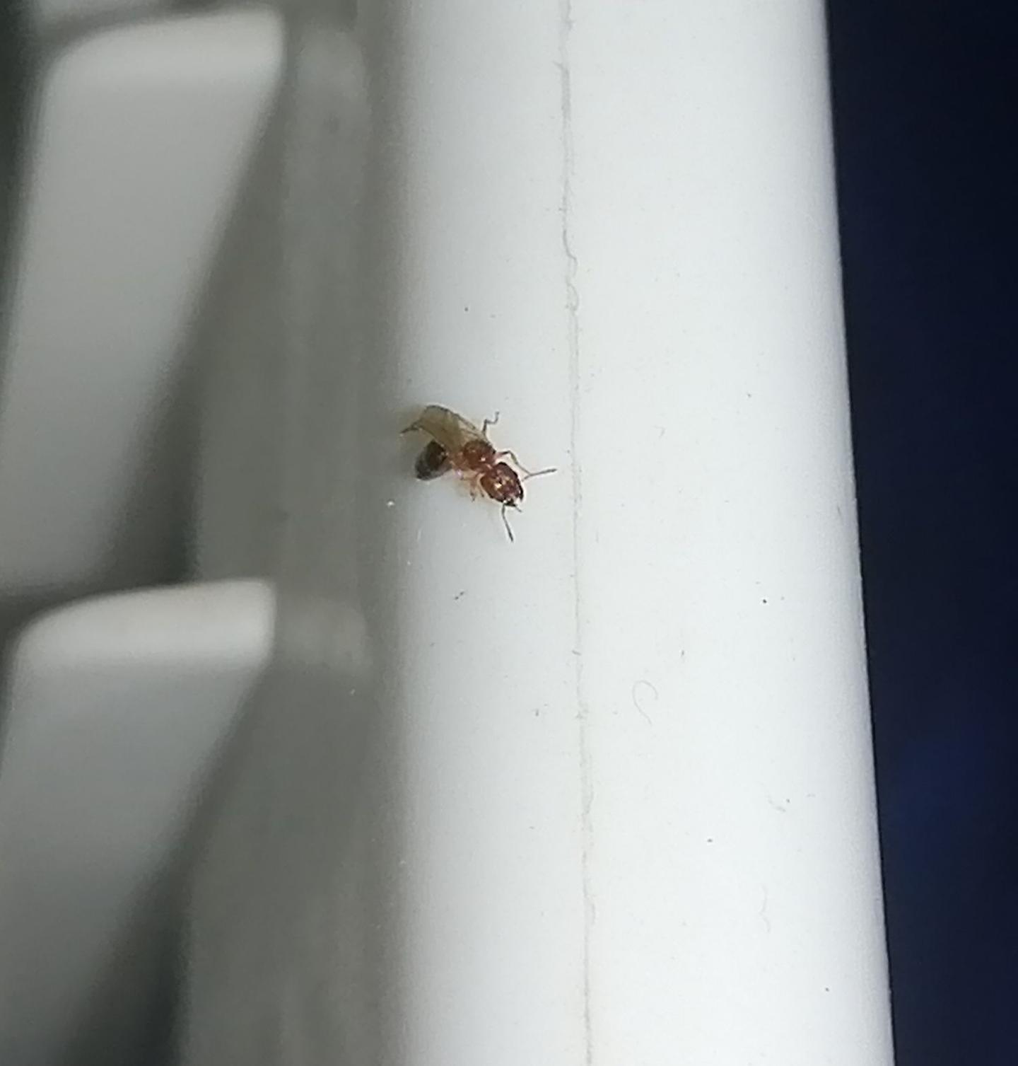 这种红色带翅膀的蚂蚁是啥？ - 知乎