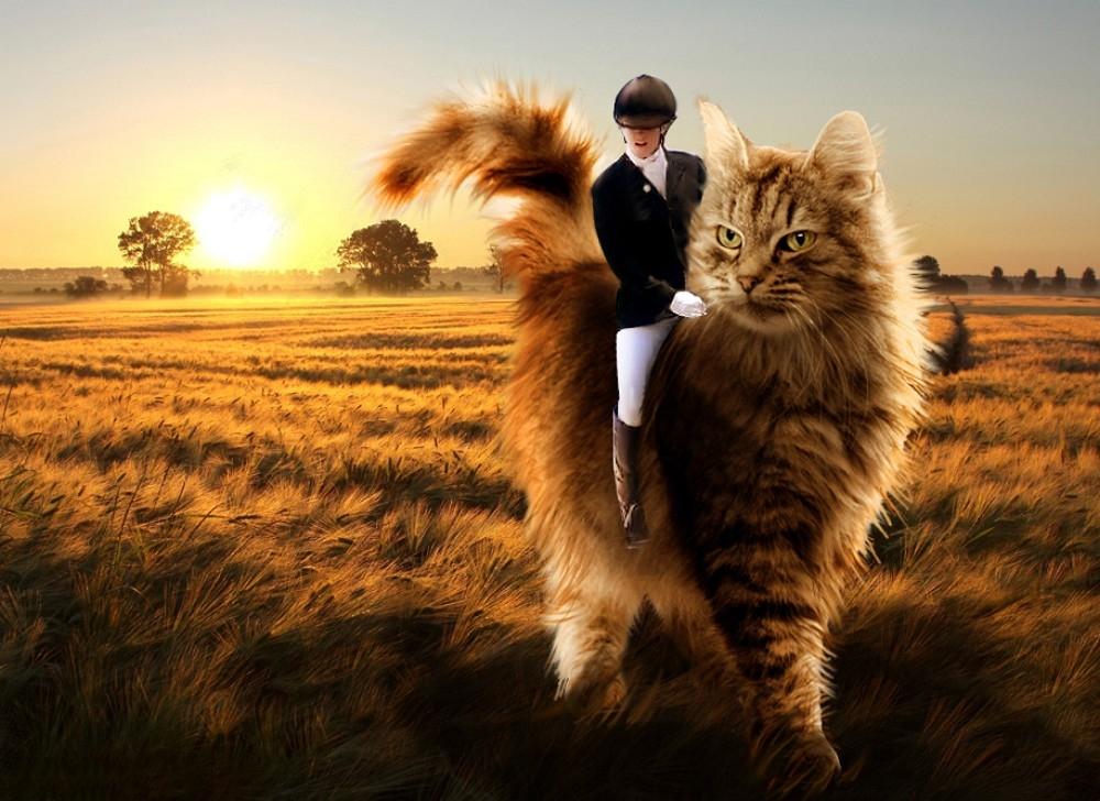 有没有什么骑着猫的头像图片? - 知乎