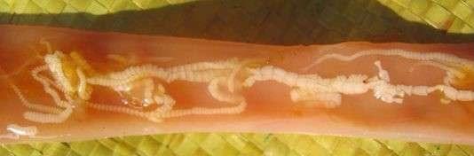 床上出现像蛆像面条一样的白色软体虫子 是什么?