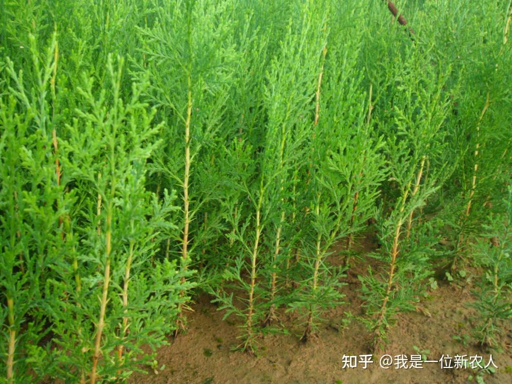 园林种植侧柏的实用技巧有哪些？ - 知乎