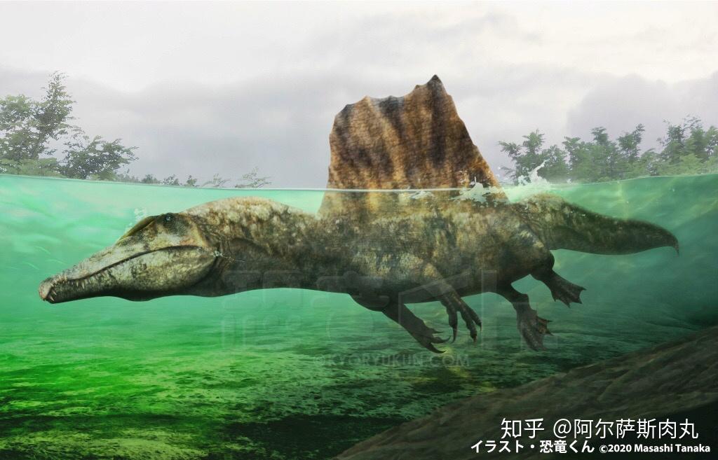 如何看待棘龙新出土的尾部化石新的复原长有尾鳍