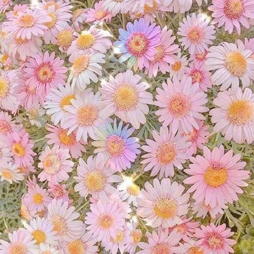 有没有什么惊艳的微信头像?-特别惊艳到人的微信头像