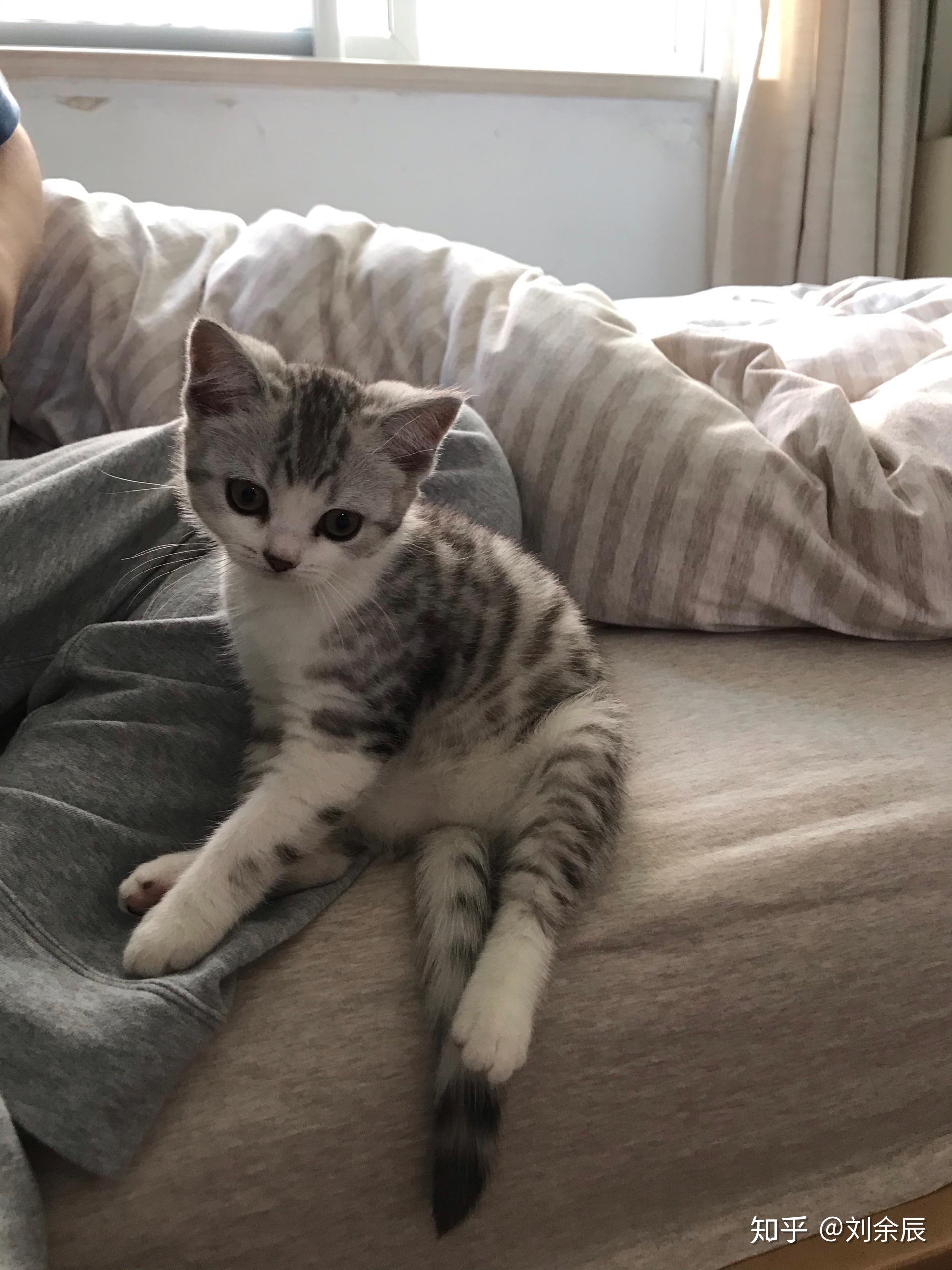 英短和美短串出来的猫大概能卖多少钱