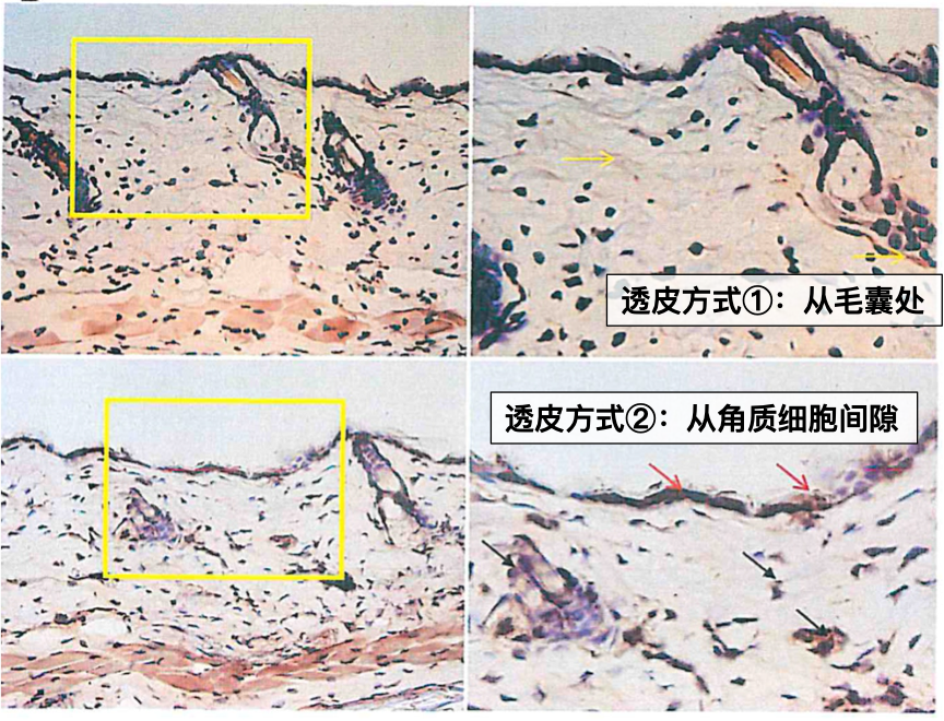 丸美的重组胶原蛋白技术优势是什么？