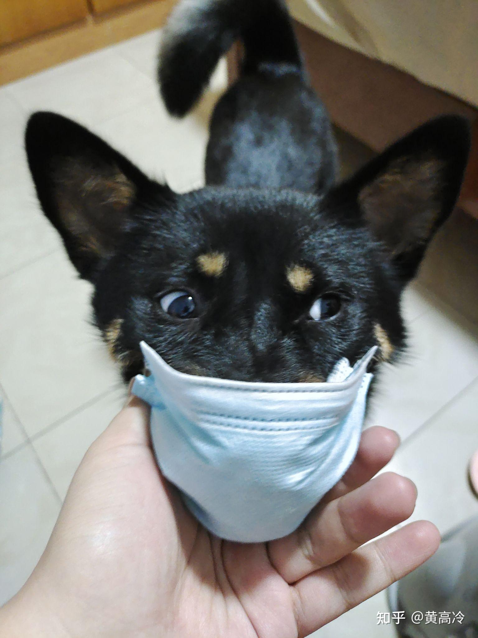 如何挑选四眼铁包金铁包银田园犬