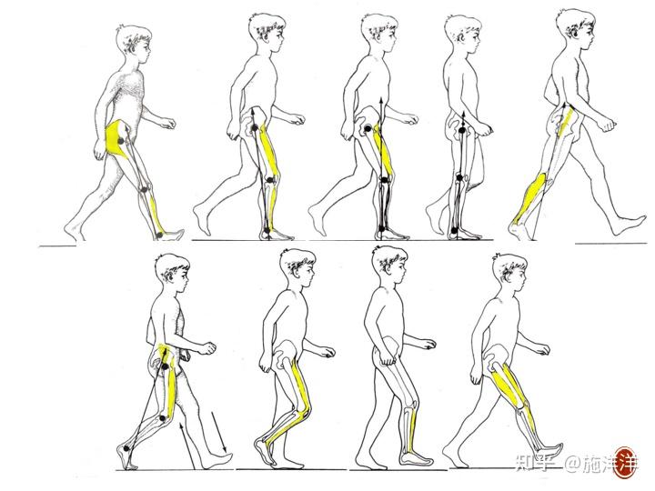 正常人步态分析指标有哪些？ - 知乎