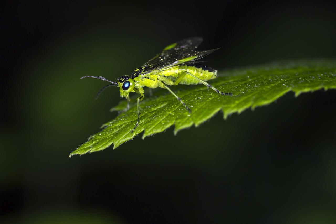 1. 自然绿植种植