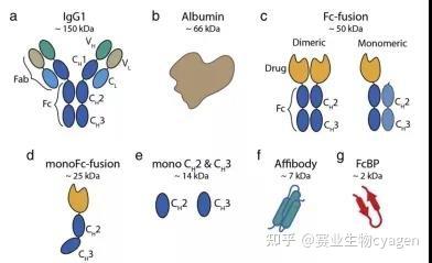 除了延长半衰期，还可作为药物靶点——FcRn - 知乎
