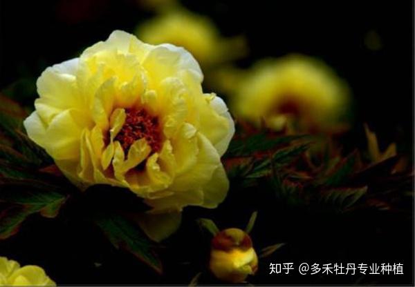 四大牡丹名品:姚黄、魏紫、赵粉、欧碧 - 知乎