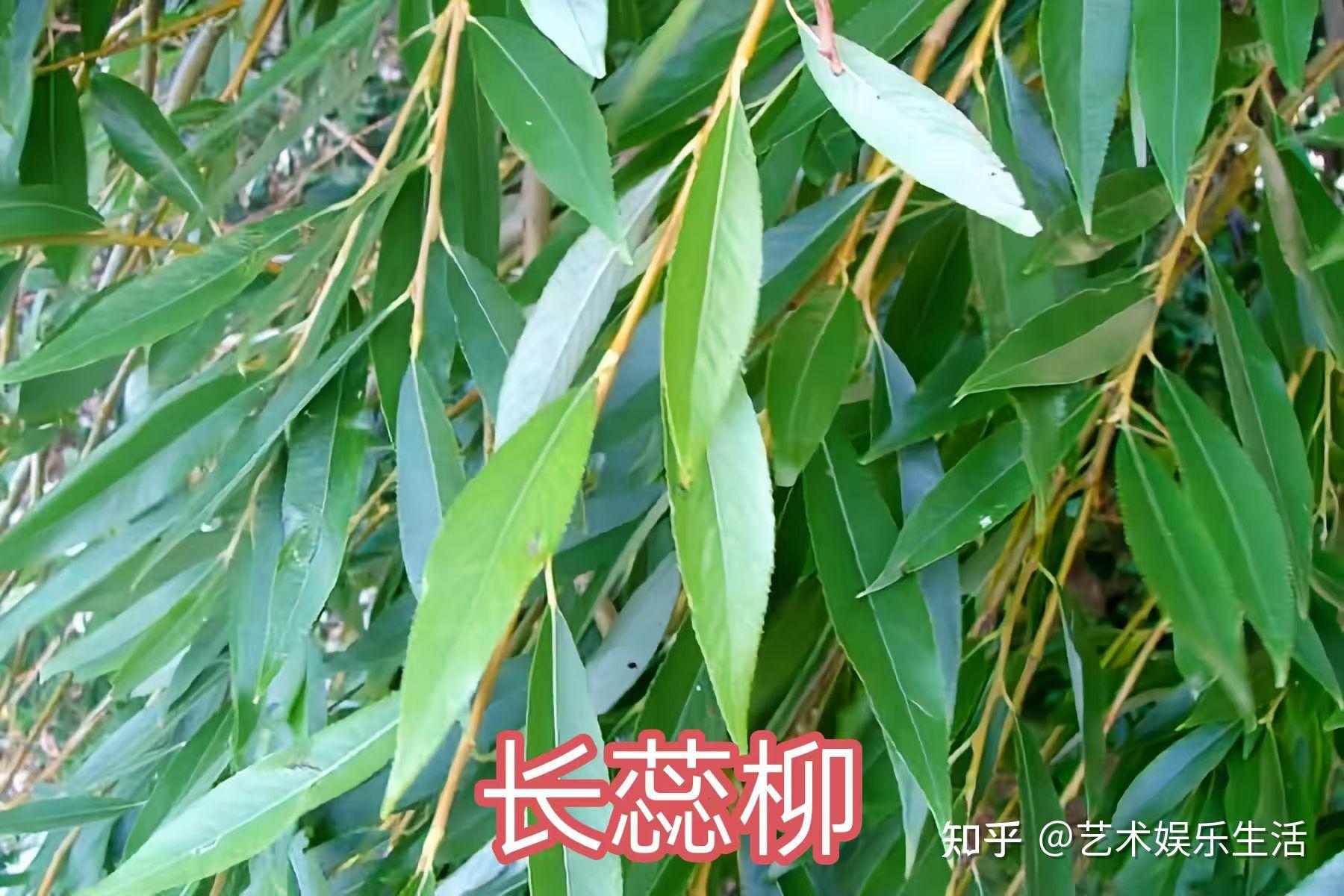杨柳科植物有哪些 - 知乎