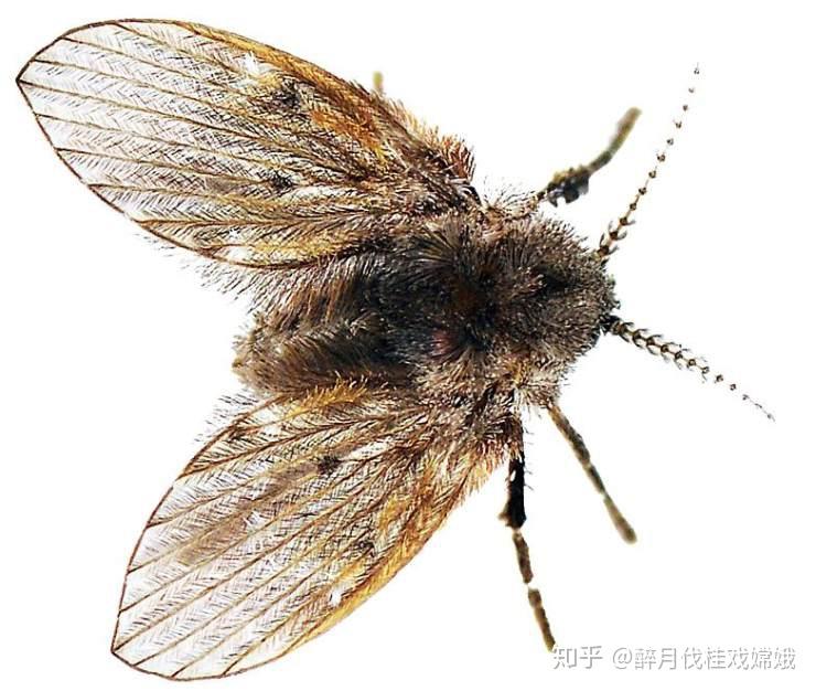 怎样祛除蛾蠓？