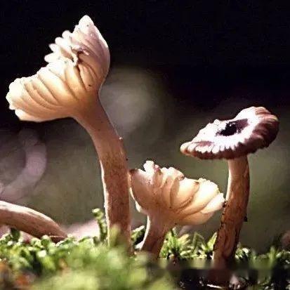 【真菌界全系列-30】伞菌目—蜡伞科 - 知乎