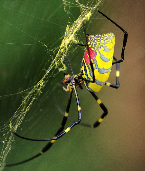 这是什么蜘蛛?玉米地里?
