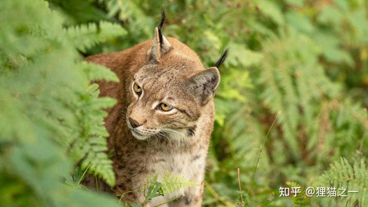 河北承德发现大猞猁，民间俗称为狼猫，据说是真正的“屠狼高手” - 知乎