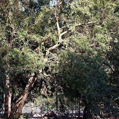 【植物界全系列】唇形目—木樨科(二):雪柳