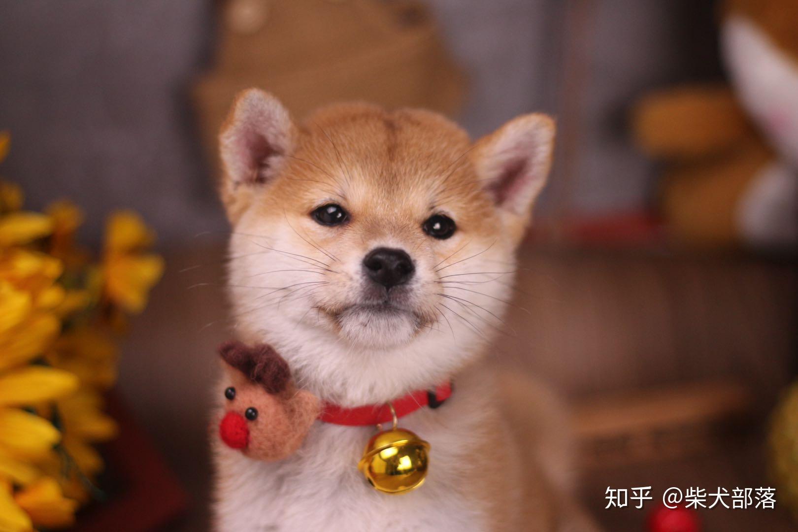 宋茜张继科都养柴犬?为啥柴犬这么招明星喜欢? - 知乎