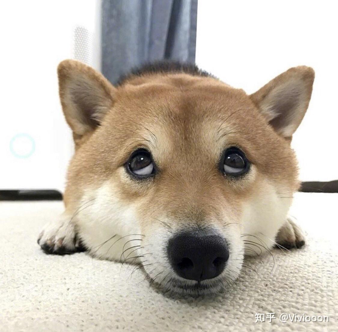 有哪些超级可爱的柴犬的表情包? - 知乎