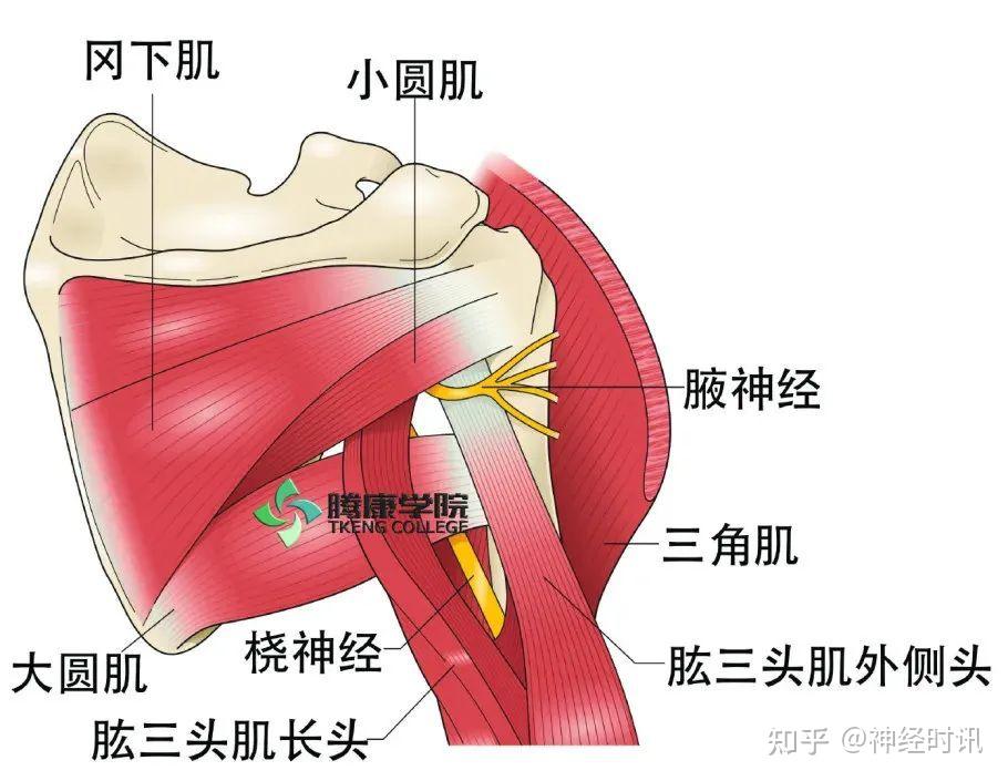 桡神经解剖及相关疾病 — 【经典干货】 - 知乎