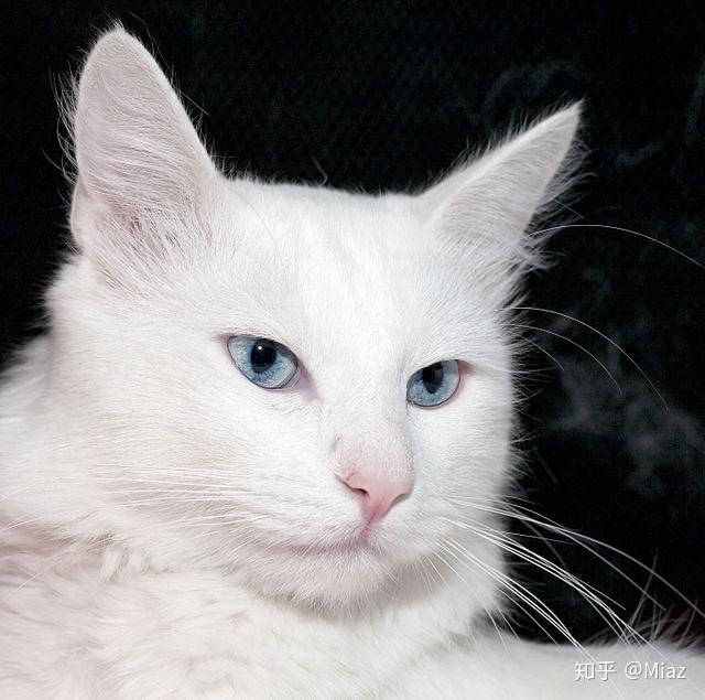 关于土耳其安哥拉猫的历史发展是怎样的其有何形态特征与生活习性