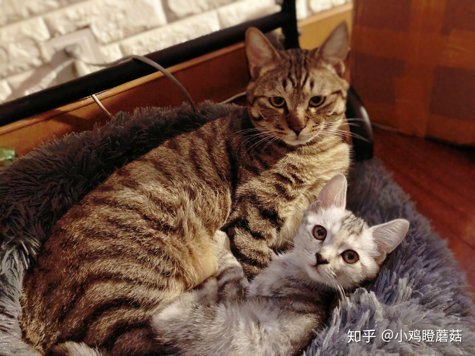 英短蓝猫和狸花猫配种会生出什么样的猫啊?求上图!