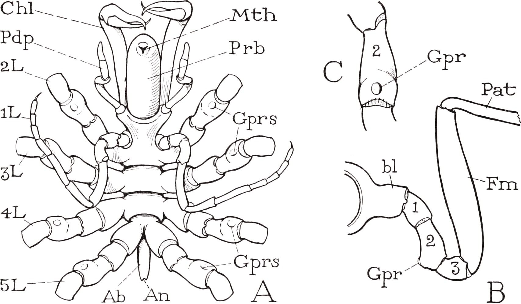 "身子以下全是腿"海蜘蛛这种奇葩的生物,吃什么?是如何进食的?