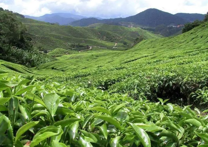 茶叶种植技术，茶叶树施肥用什么肥料好？ - 知乎