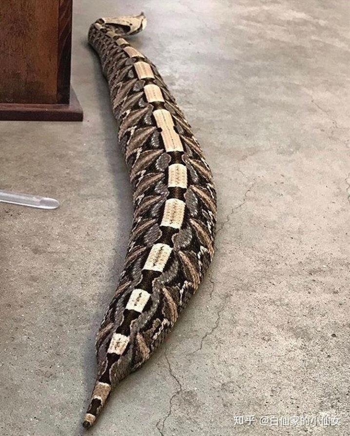 有哪些蛇是胖嘟嘟的? - 知乎