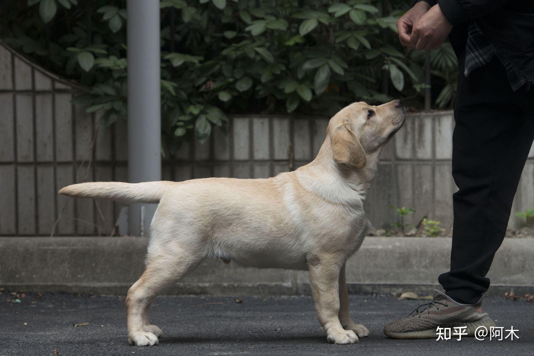 拉布拉多7个月才10多斤还有救吗? - 知乎