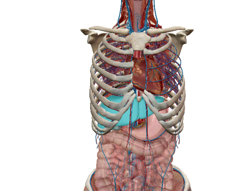 人的内脏都在什么位置