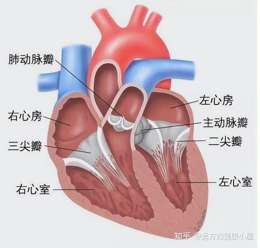 二尖瓣轻度反流能自愈吗? - 知乎