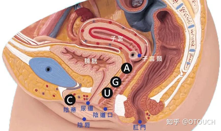 女性敏感点身体图片