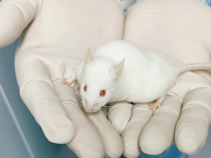 动物实验小鼠眼球取血的实验步骤