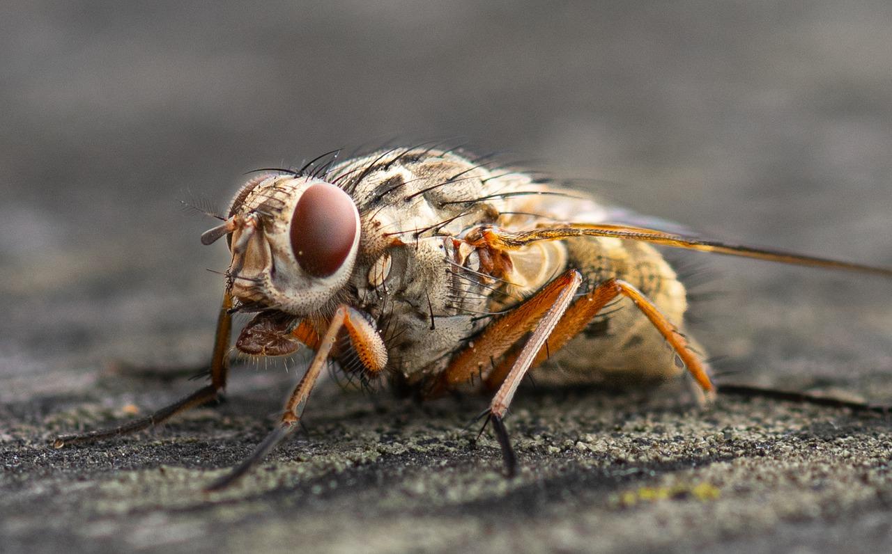 昆虫世界探秘记