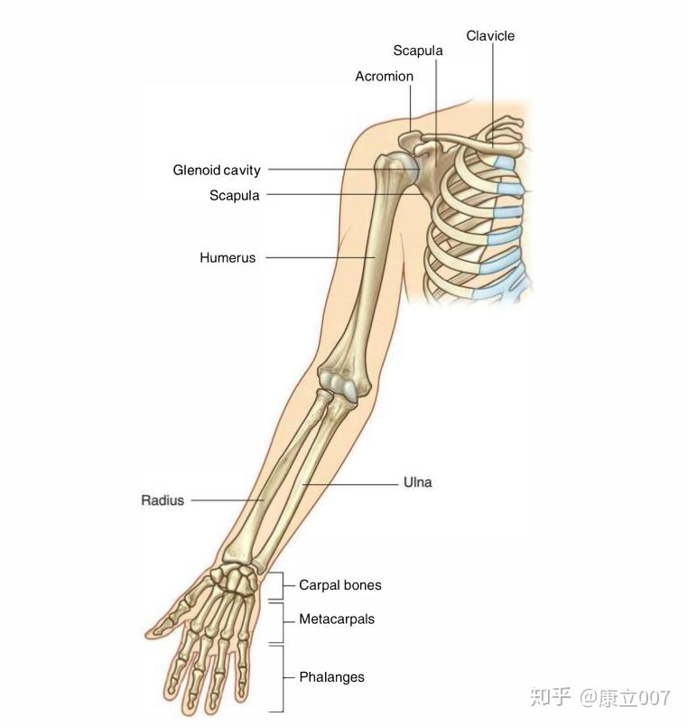 我們的身體沿著正中矢狀面可以對稱的分為左右兩半請問大家給你一根