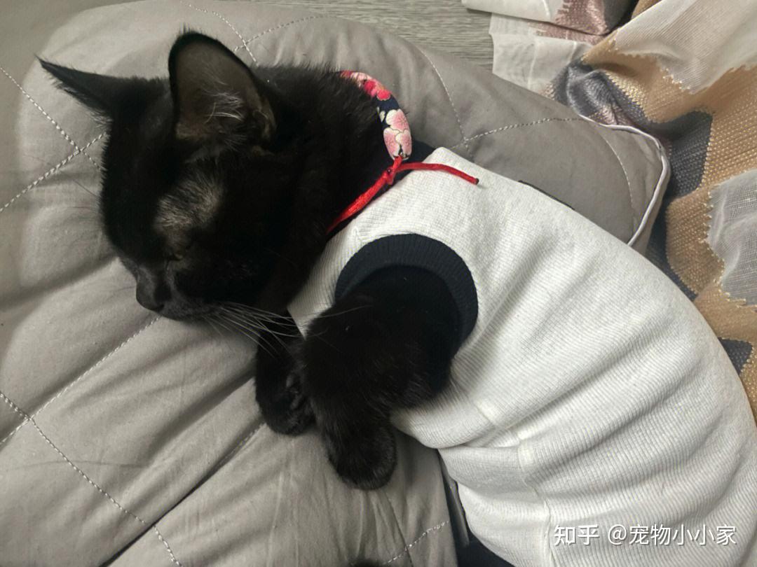 玄猫“功能”这么强大，为什么弃养率还这么高呢？ - 知乎