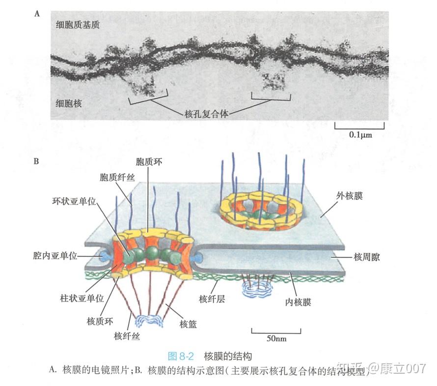 细胞器膜的成分都相同吗? - 知乎