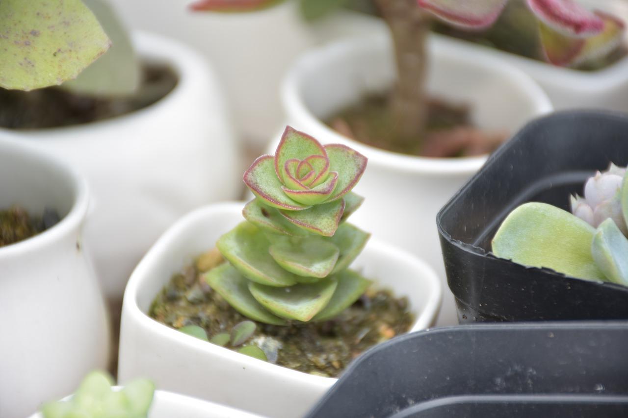 多肉生小白虫子怎么办