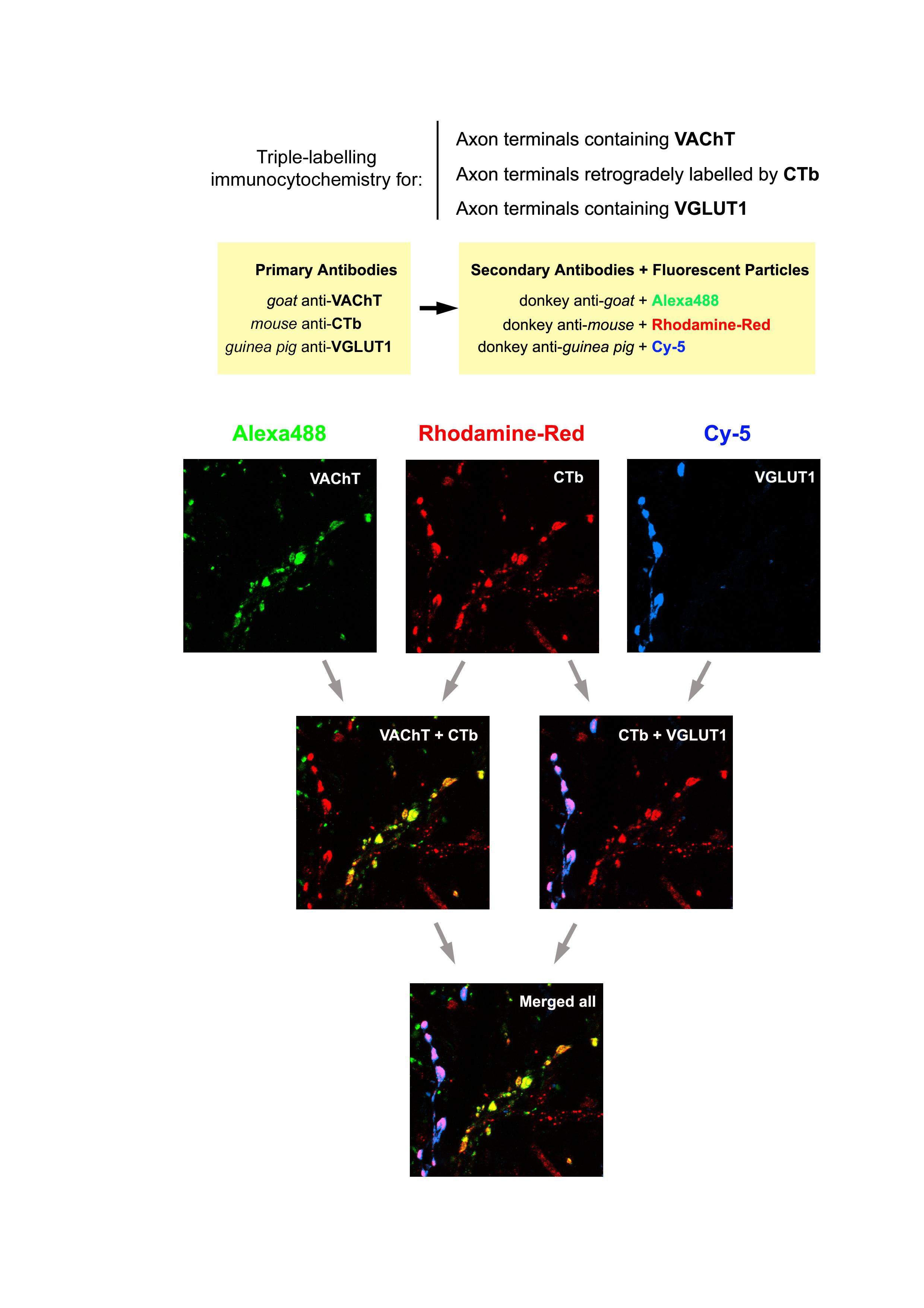 一个突触中,突触前膜可以释放多种神经递质么?