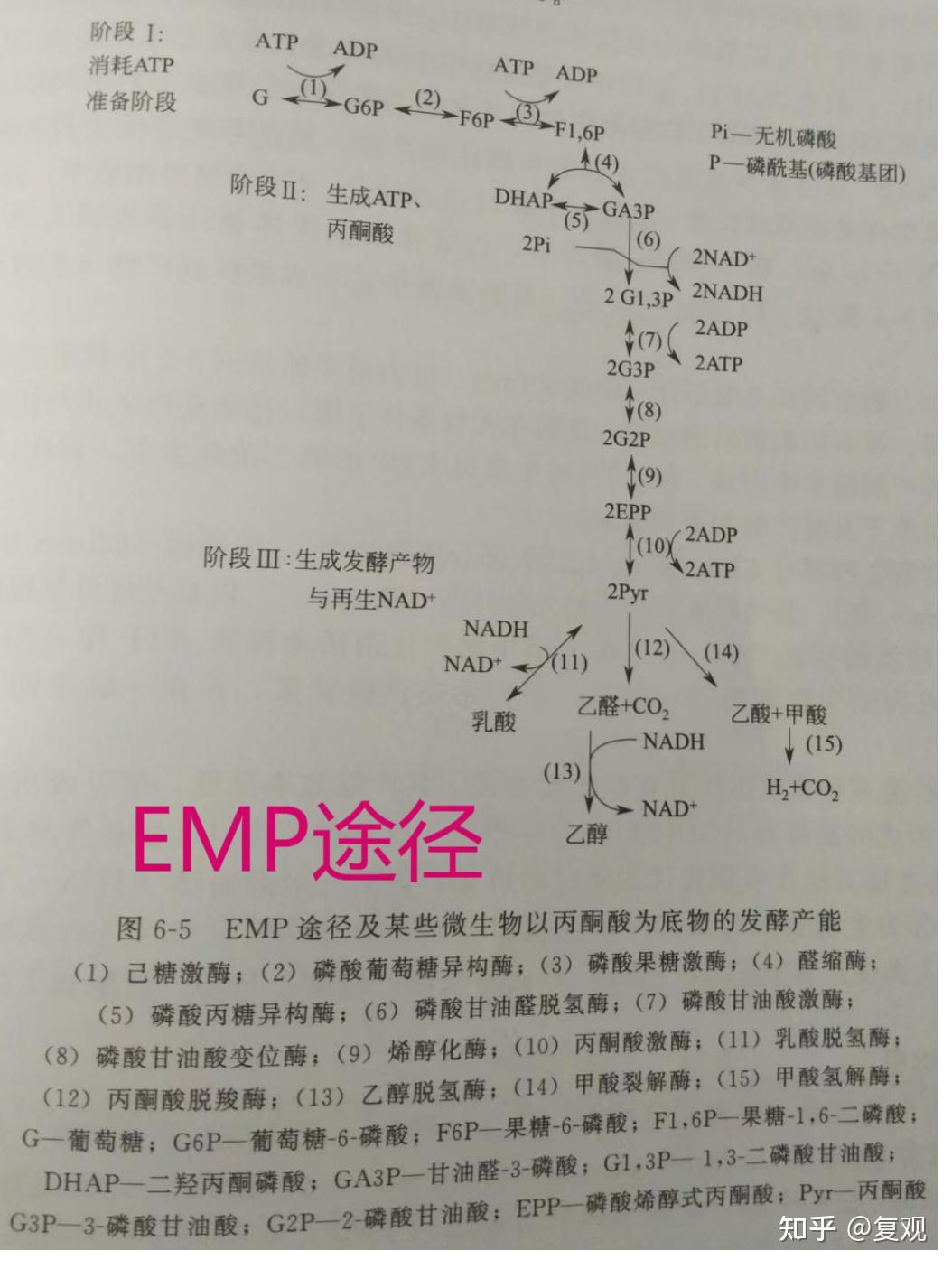 微生物的四种糖酵解途径中,哪个是存在于大多数微生物体内的一条主流代谢途径? - 知乎