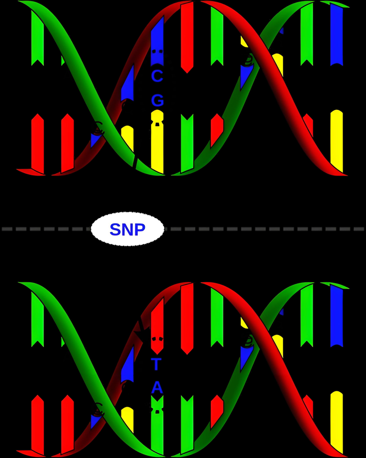 单核苷酸多态性（SNP）的作用及其在生物学与医学中的应用 - 知乎