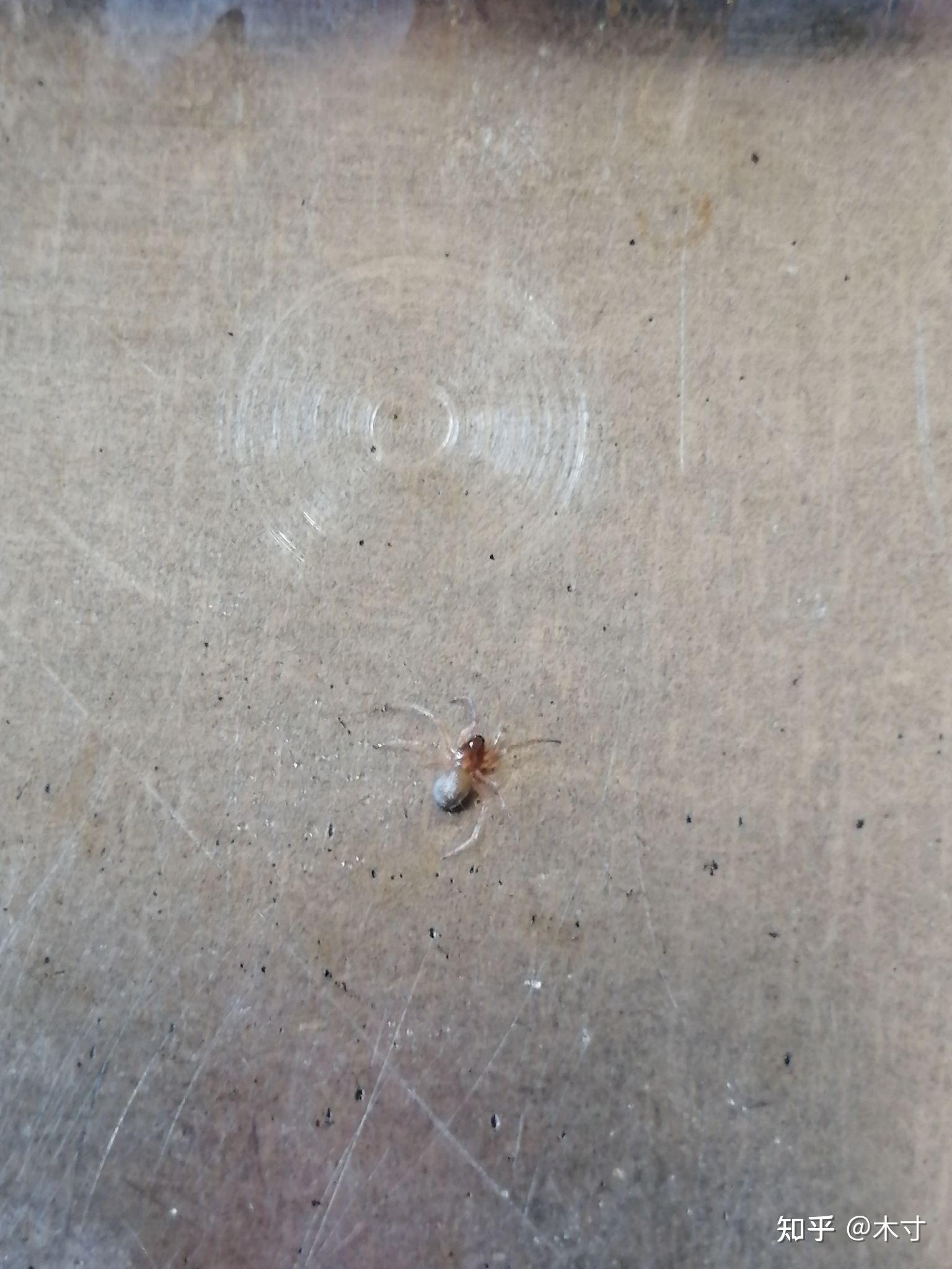 这个红头黑身的小蜘蛛是什么蜘蛛,有毒吗?